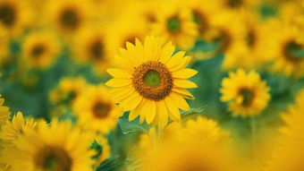 有人叫我下载向日葵靠谱吗 要求安装向日葵是骗子吗