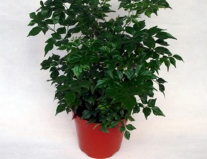 有利风水的爬藤植物 风水上为什么不能养藤蔓植物