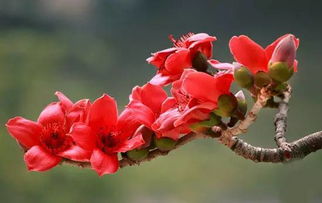 木棉花的特征象征意义 木棉花的特点描写