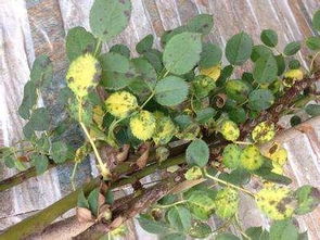 月季花边缘像烧焦 月季叶子从叶尖烧焦