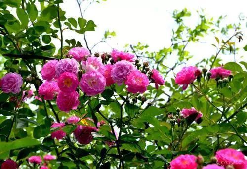 月季花简介50字 关于月季花的知识简介