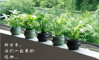 有助睡眠的绿植有哪些 专治失眠的纯天然植物