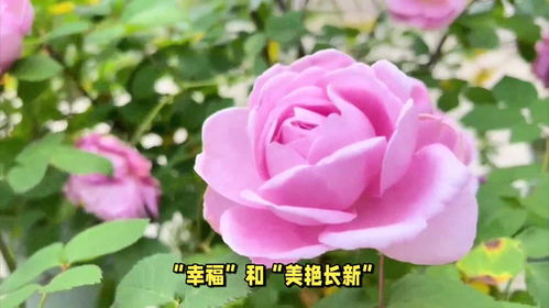 月季花的寓意和花语 月季花为啥不吉利