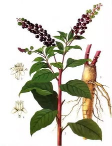 有毒商陆和无毒的区别 无毒的商陆长什么样