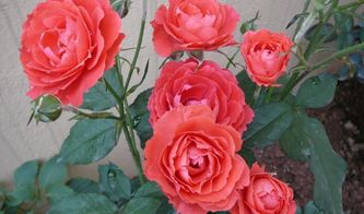 月季花的描写 小学三年级月季花描写