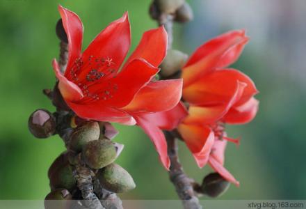木棉花的神奇功效 木棉花的好处十条
