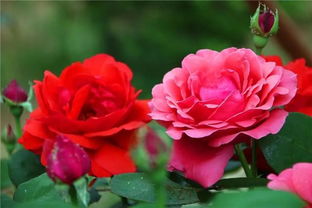 月季花的寓意和象征风水 家中种月季花吉不吉利