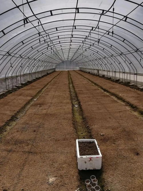 未来10大暴利种植药材 种植哪种药材,简单又赚钱