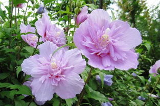 木槿花花语及特殊寓意 为什么劝君莫种木槿花