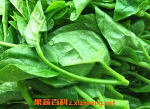 木耳菜和藤菜的区别 四种人不能吃木耳菜