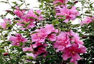 木槿花炒鸡蛋的做法 木槿花为什么叫死人花