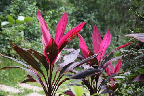 朱蕉养几根最好 红朱蕉水培可以养多久