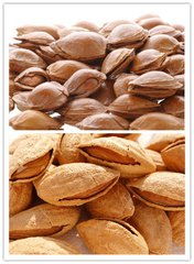 杏仁巴旦木区别 巴旦木就是杏仁吗