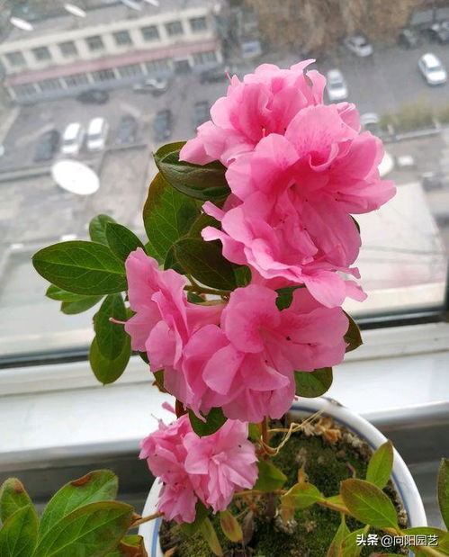 杜鹃花十大禁忌 杜鹃花上什么肥料最好