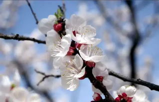 杏花的外貌描写 关于杏花的优美文章