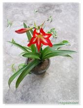 朱顶红最名贵的品种 排名前10的朱顶红品种