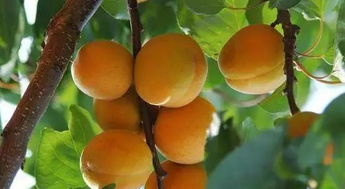 杏多少钱一斤 石片黄杏多少钱一斤