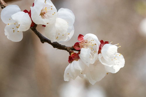 杏花象征着男人的什么 杏花的寓意和象征意义