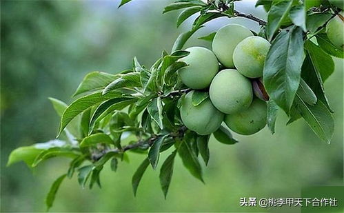 杏吃多了会死人是真的吗 杏吃多了的危害