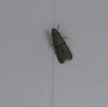 杀飞蛾最好的方法 飞蛾的克星