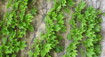 杀死爬山虎植物最好的办法 弄死爬山虎最简单方法