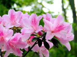 杜鹃花冬天会冻死吗 杜鹃花一年开几次