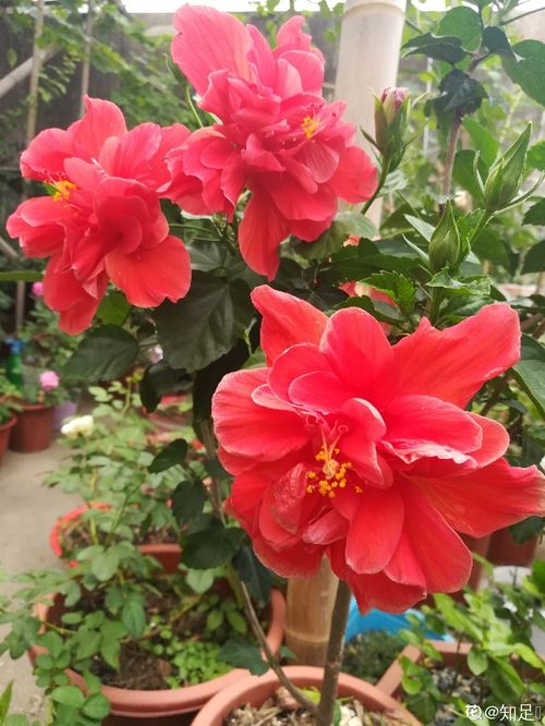 杜鹃花语象征与寓意 杜鹃花为啥不吉利