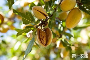 杏的可爱昵称 古代杏子的雅称