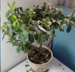 杜鹃花只剩杆了怎么办 家里为什么不放杜鹃花