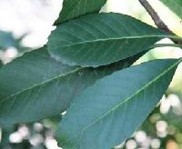 枇杷叶的副作用太大了 枇杷叶煮水小孩能喝吗？