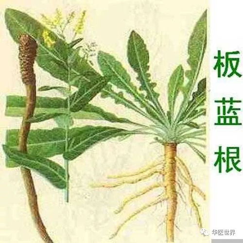 板蓝根能治流鼻涕感冒吗 板蓝根和999感冒灵哪个好