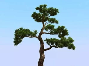 松在古代的寓意 松的雅称和寓意