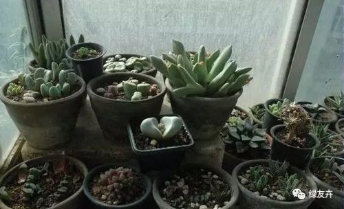 松针垫底会烧根吗 花盆底部垫松针行吗