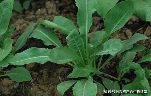 板蓝根最多连续喝几天 为什么板蓝根没病也能喝