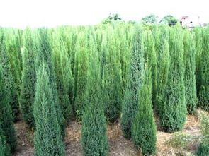 松柏树的象征意义 松柏比喻什么样的人