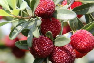 杨梅储存方法和时间 杨梅怎样保存最好