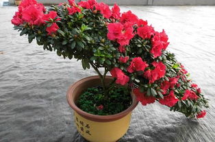 杜鹃花闷根的表现 杜鹃花闷根还能救活吗