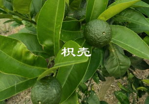枳壳的十大功效与作用 枳壳对心脏的作用