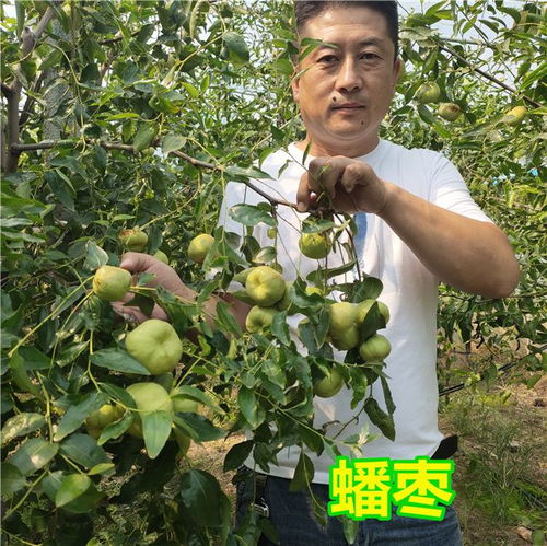 枣树不环割能结枣吗 枣树不结果原因有三种