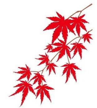 枫叶什么像什么的比喻句 枫叶像什么补充句子完整