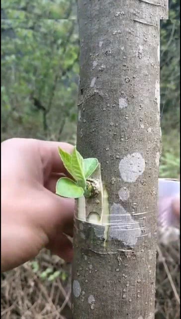 果树最简单的嫁接方法 立秋后果树可嫁接吗？