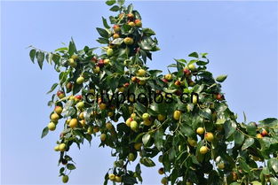 枣树为什么要环割二次 枣树环割技术视频