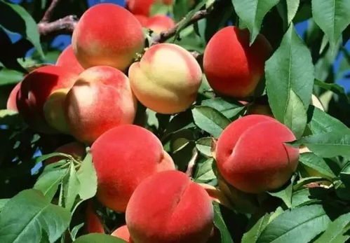 果树钙肥最佳施肥时间 果树补钙的三个黄金期