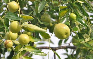 枣树寓意和象征 枣树象征人的什么品质