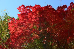 枫叶几月份看最好 枫叶一般在几月份