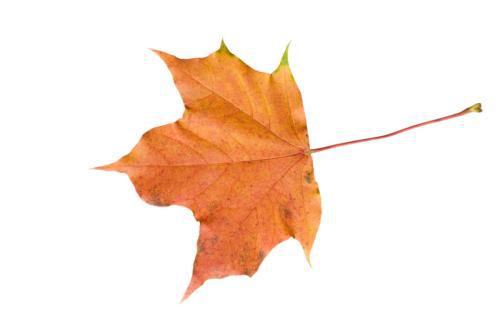 枫树夏季枯叶是什么情况 红枫叶尖焦枯或卷叶