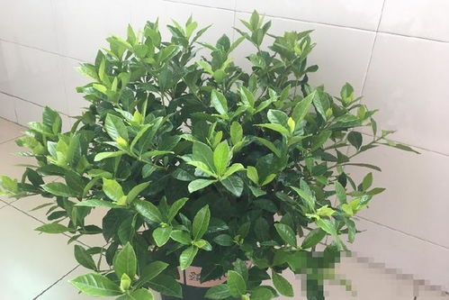 栀子花为什么不能换大盆 栀子花用高盆还是矮盆