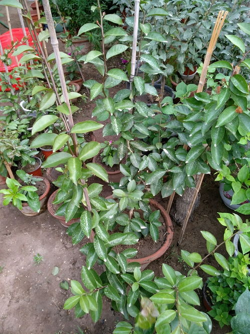 栀子花几月适合大修剪枝 8月初栀子花可以打顶吗