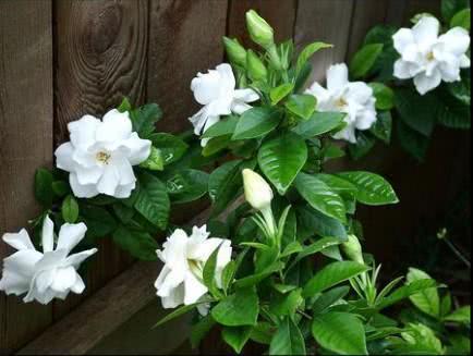 栀子花为啥不吉利 栀子花招财还是破财