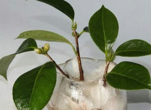 柠檬高压繁殖最佳时间 柠檬扦插生根最快方法